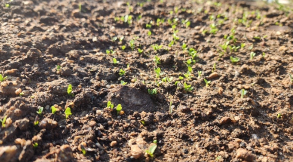 도라지 파종 직후 새싹이 올라오는 초기 생장 모습, 도라지 파종시기와 재배 성공을 위한 참고 이미지
