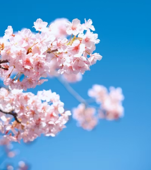 지옥철 피하고 멘탈 지키는 법! 여의도 봄꽃축제 기간 우회 도로 및 주차장, 버스 노선 총정리