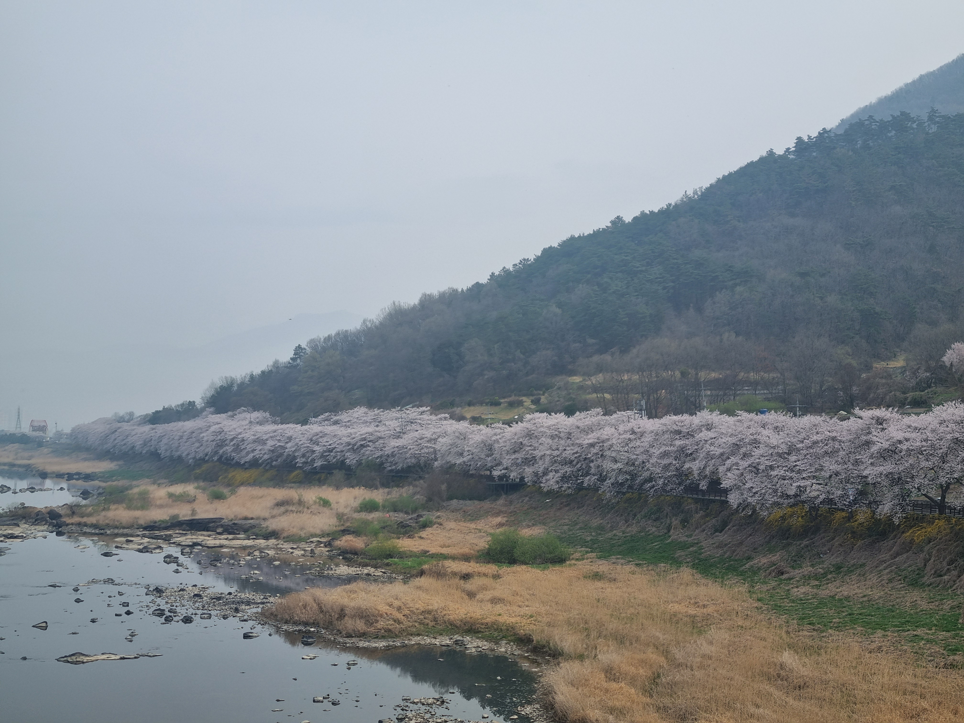 섬진강 벚꽃길 풍경 사진 (구례, '26.3)