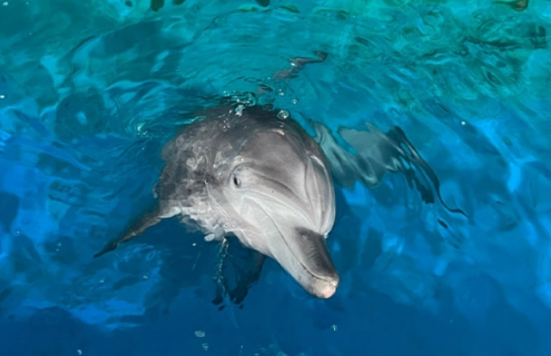 이상한 변호사 우영우 고래