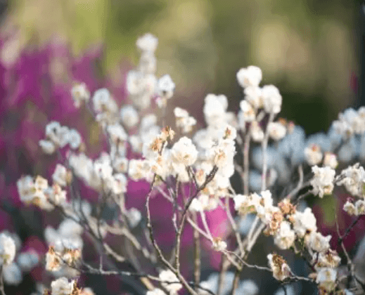 2024 광양 매화축제 기간안내 입장료 여행코스 주차장