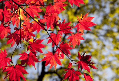 2023 단풍 절정시기