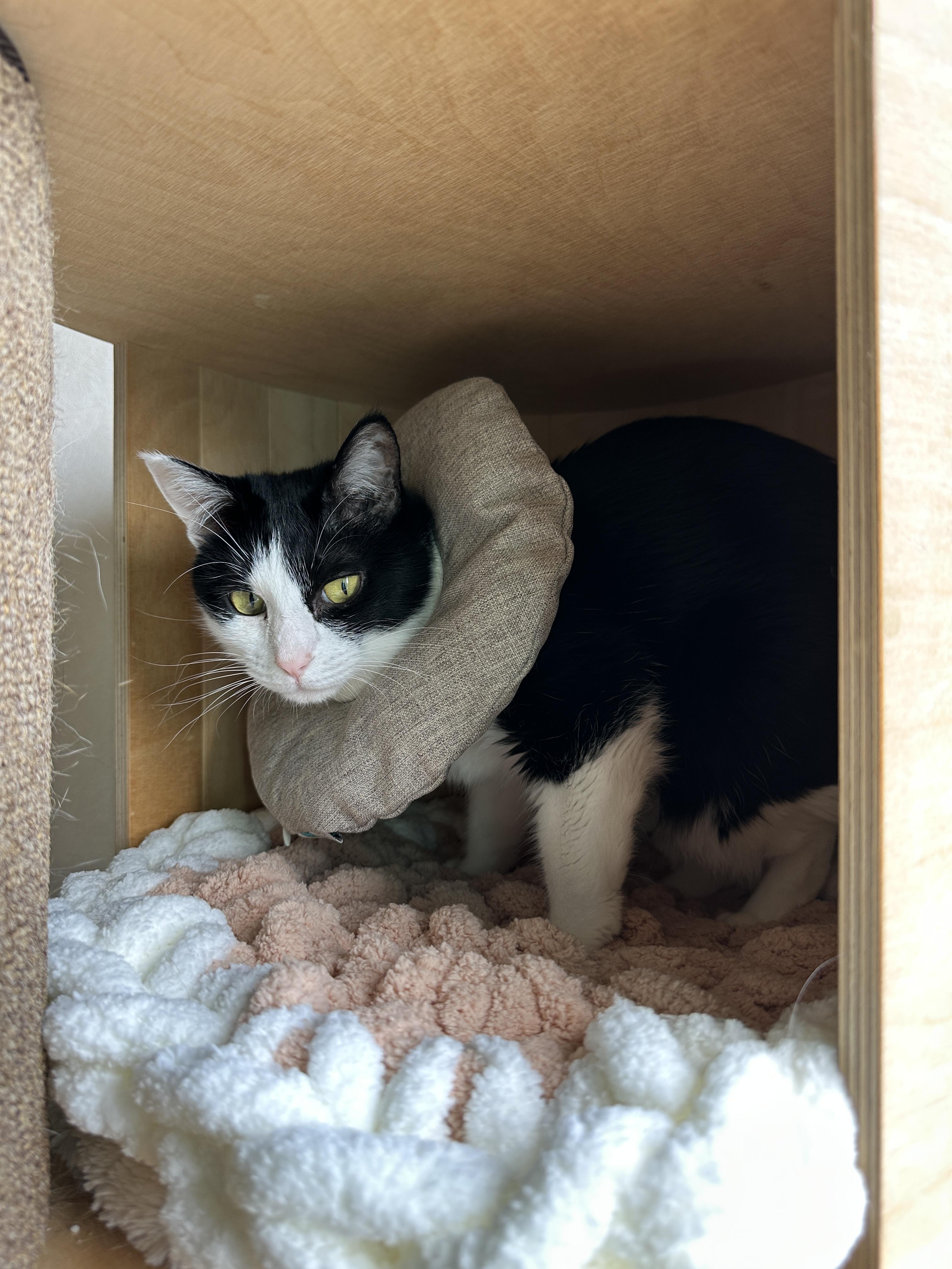 엄마가_만들어준_방석_두루두루_잘_사용하고_있는_젖소냥이_두리