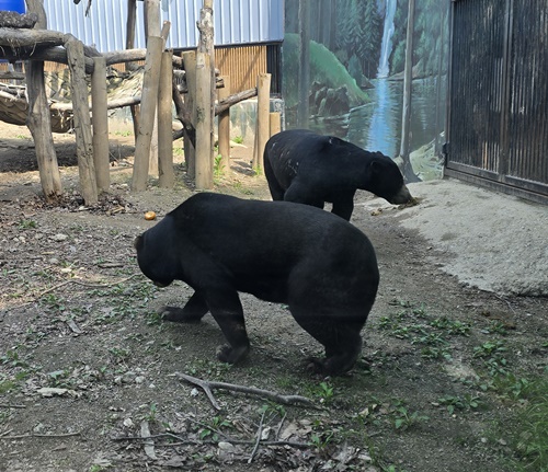 과천서울대공원동물원곰