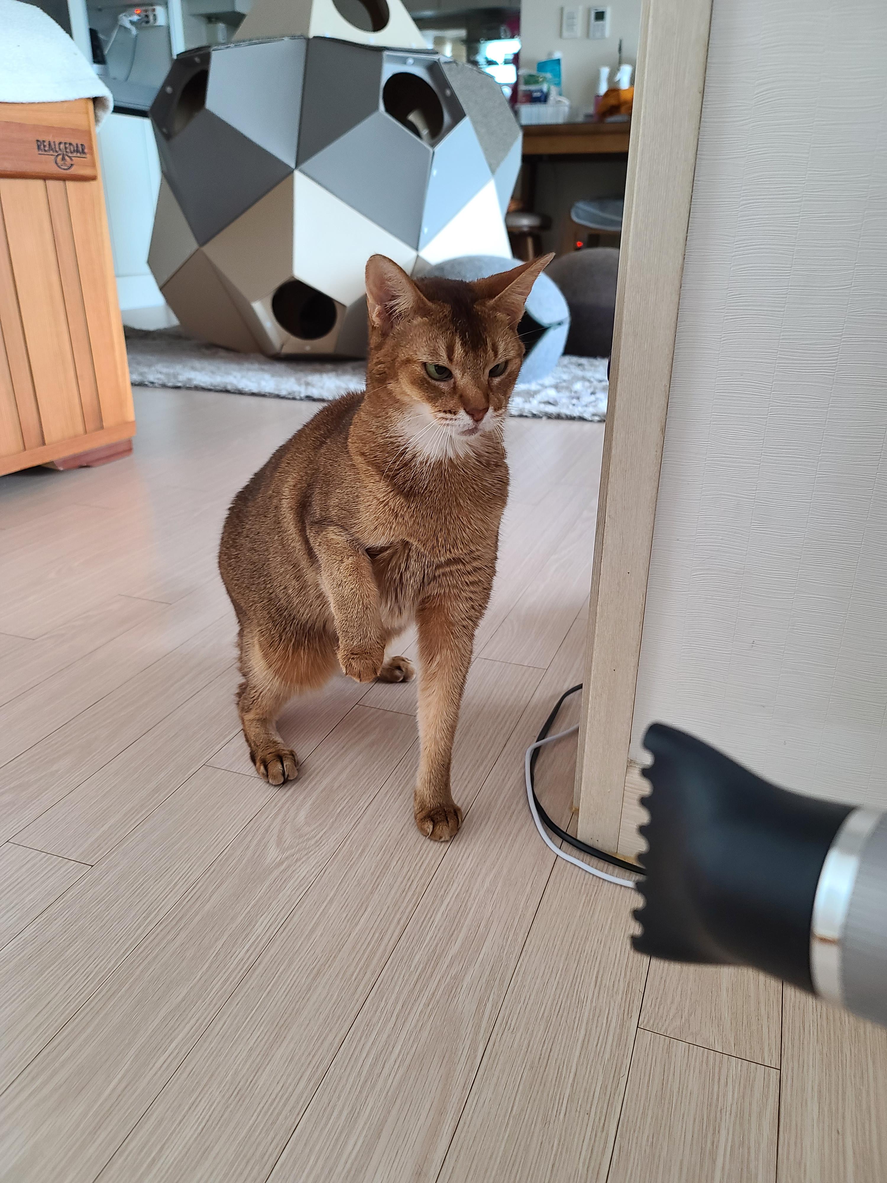 신고식 안한 신입 드라이기 혼쭐내는 용감한 아비시니안고양이 루디.