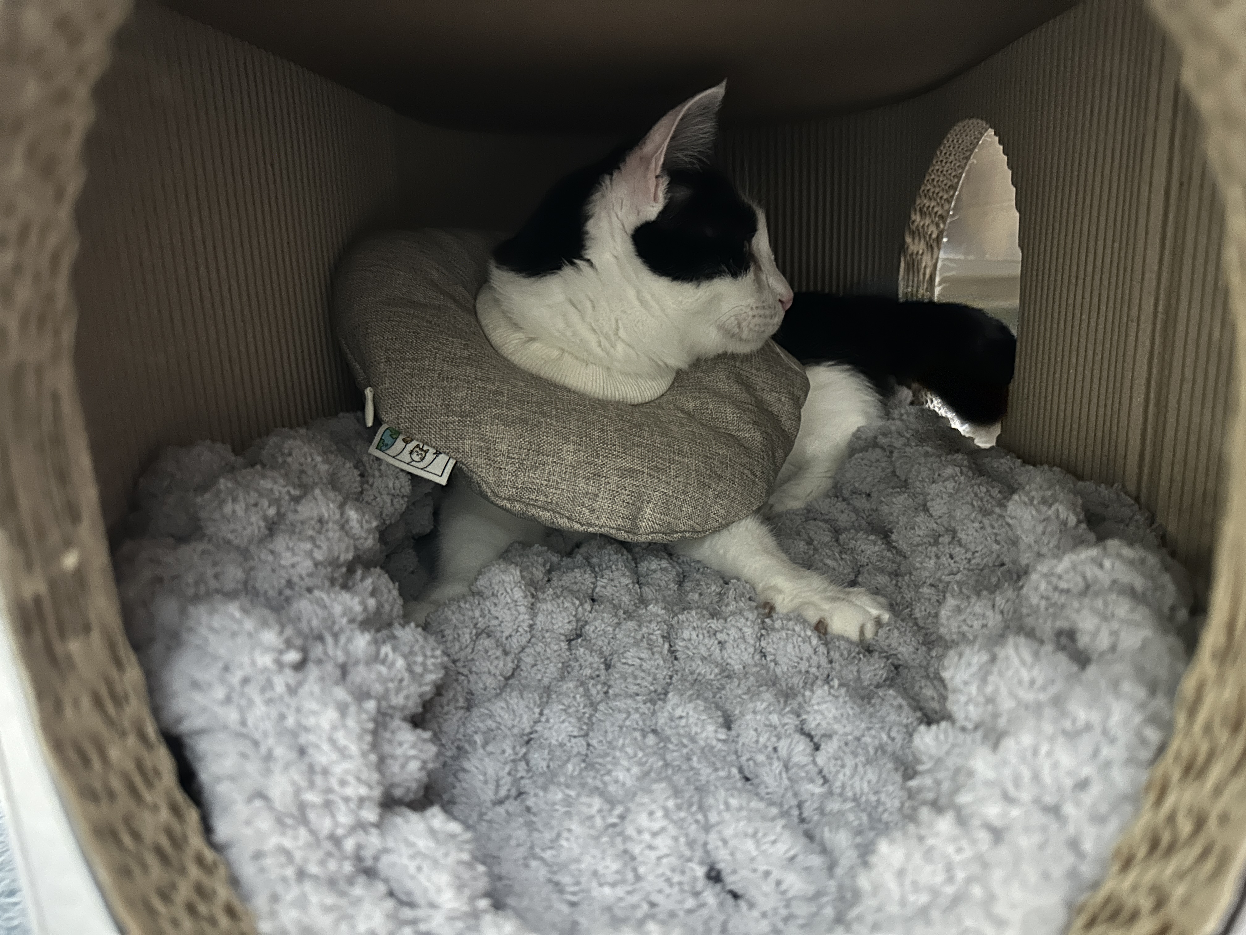 청키수면사_방석_위에서_꾹꾹이중인_두리_2