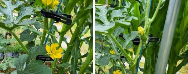 흑피수박-애플수박-재배법-적심-착과-열매-유인방법