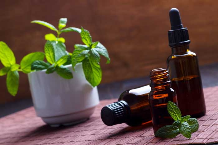 박하화분과-박하오일