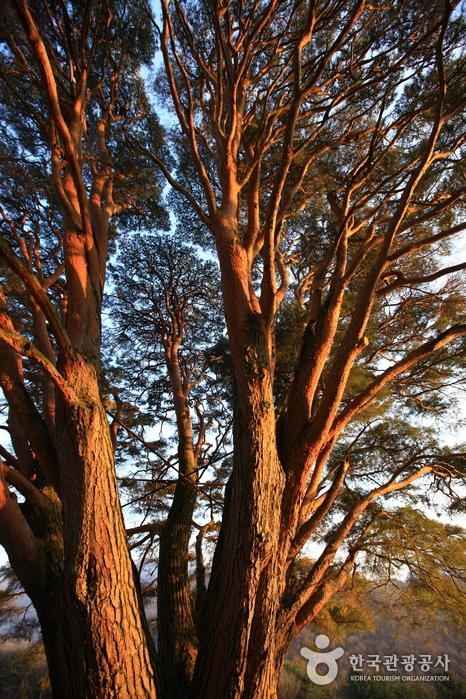 무주 삼공리 반송