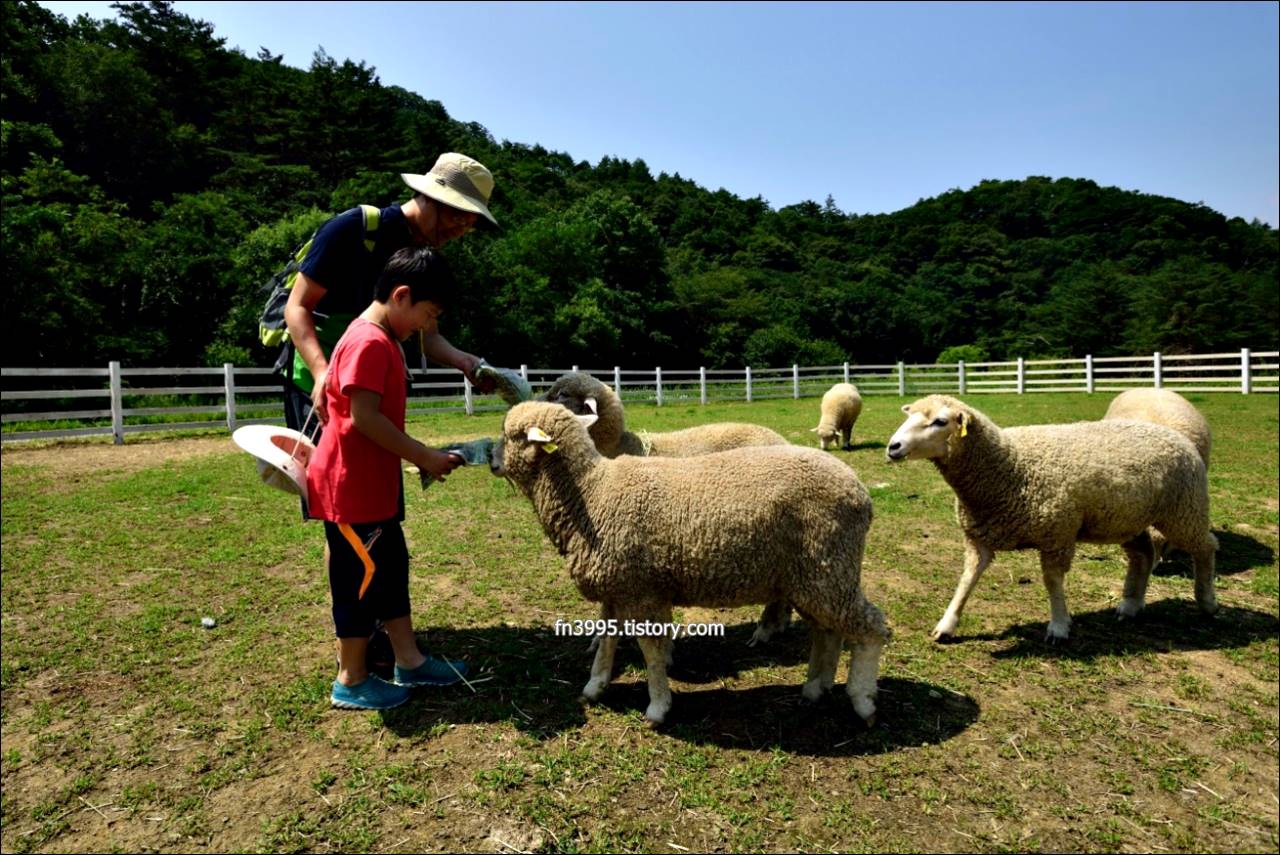 대관령 하늘목장