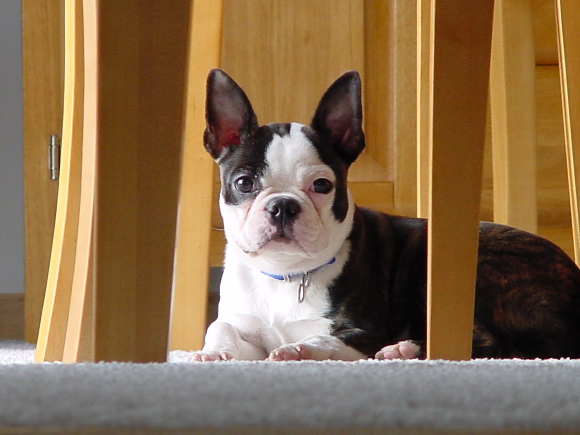 강아지에게 이름 부를 때 사진