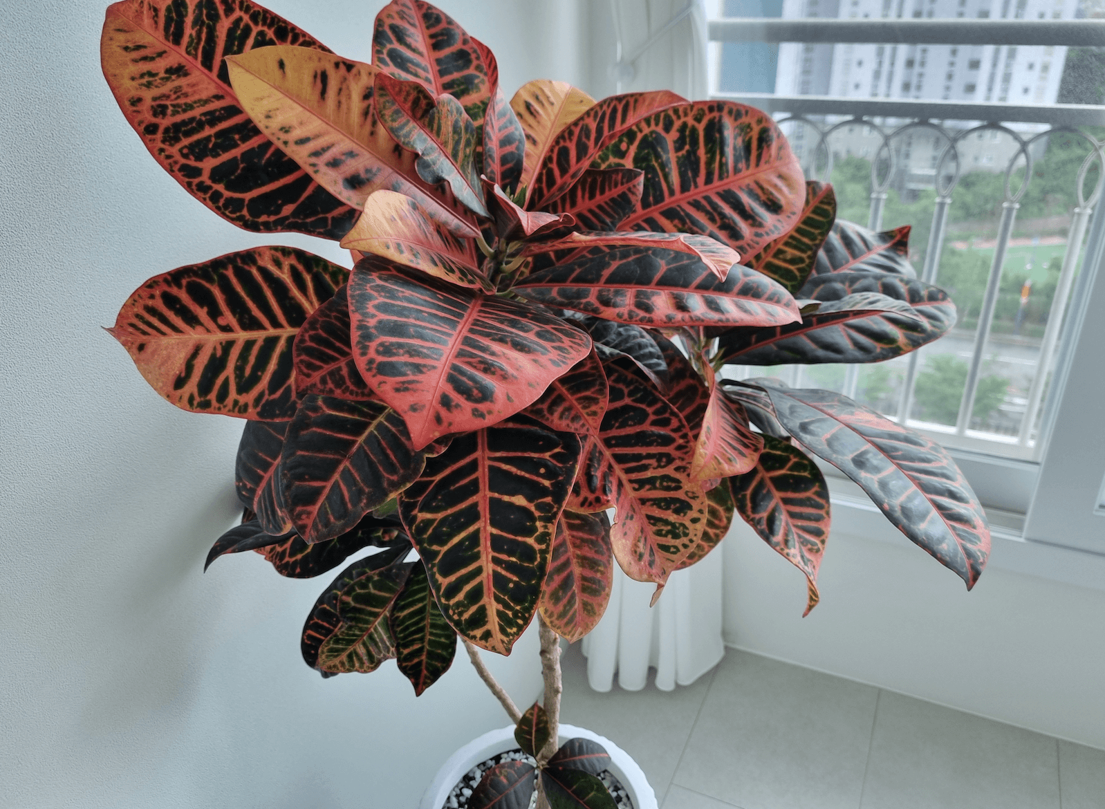 네이버 렌즈 예제