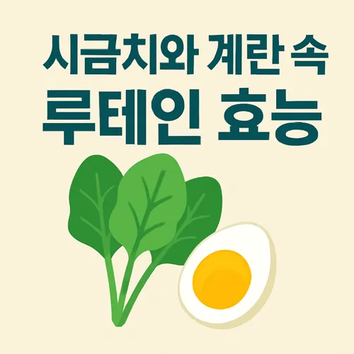 시금치와 계란 속 루테인 효능 이미지