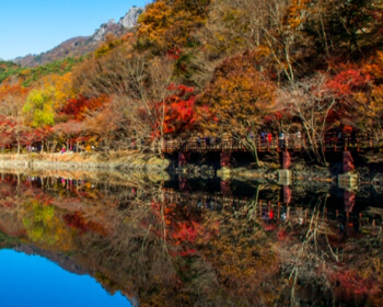 단풍시기(예상·절정)_4