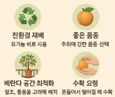 베란다 살구 재배 방법 사진