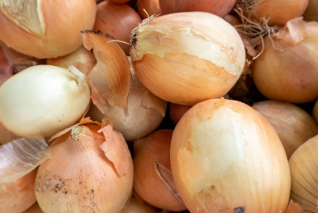 비염에 좋은 양파