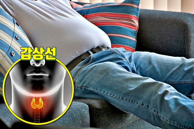 갑자기 뱃살이 찌는 이유 갑상선 기능 저하증, 팔뚝살, 여자 뱃살, 남자 뱃살, 건강 다이어트 팁줌 매일꿀정보