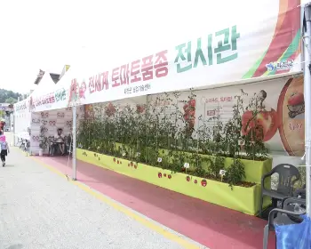 화천 토마토축제_17