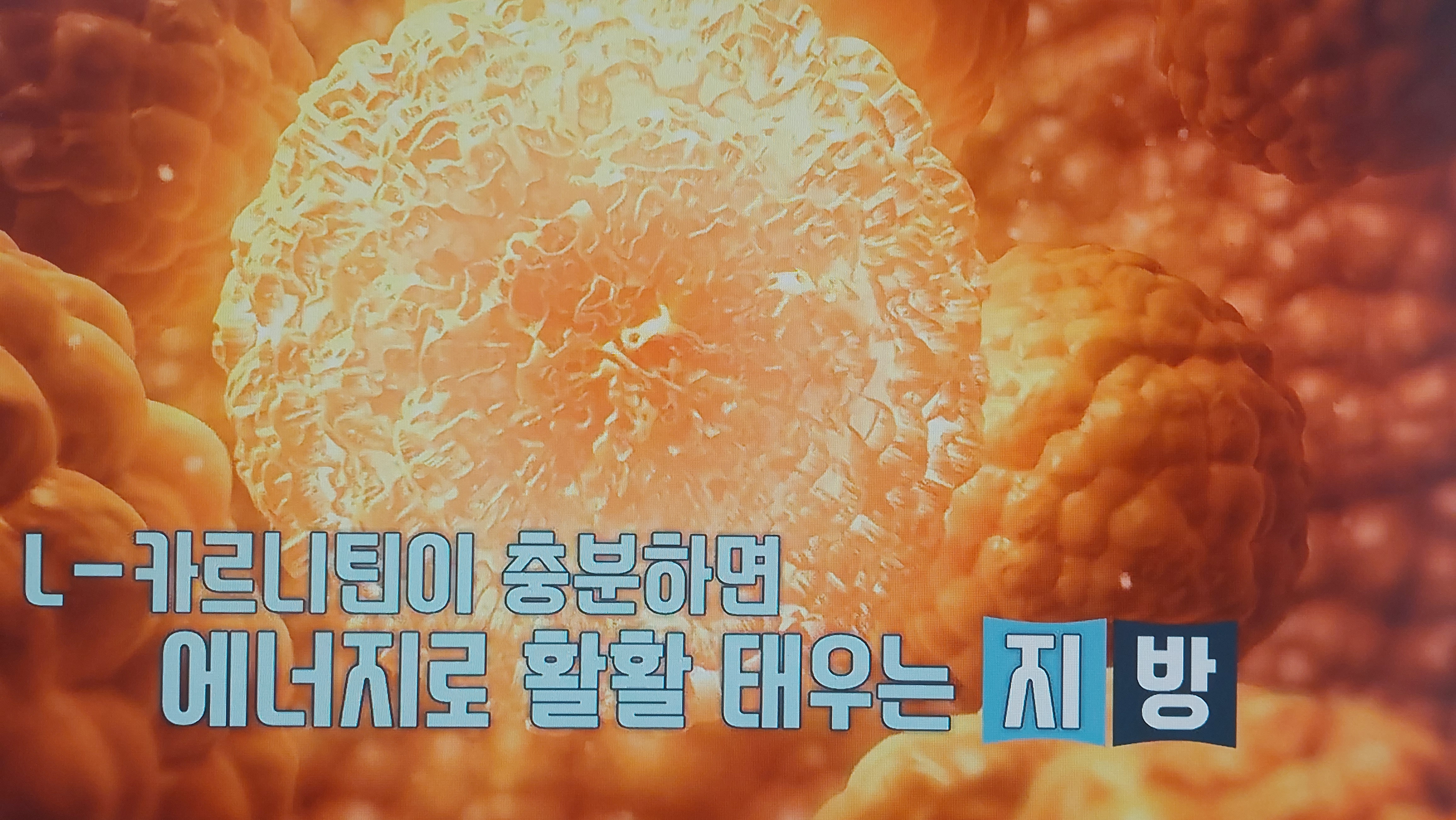 L-카르니틴