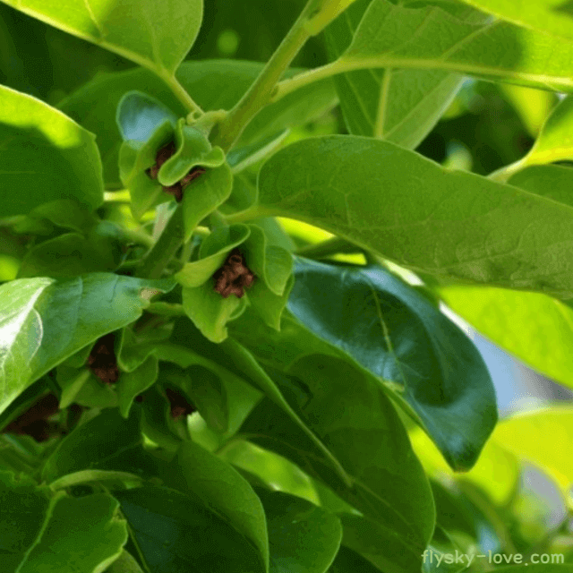 비타민C가 풍부한 감잎차