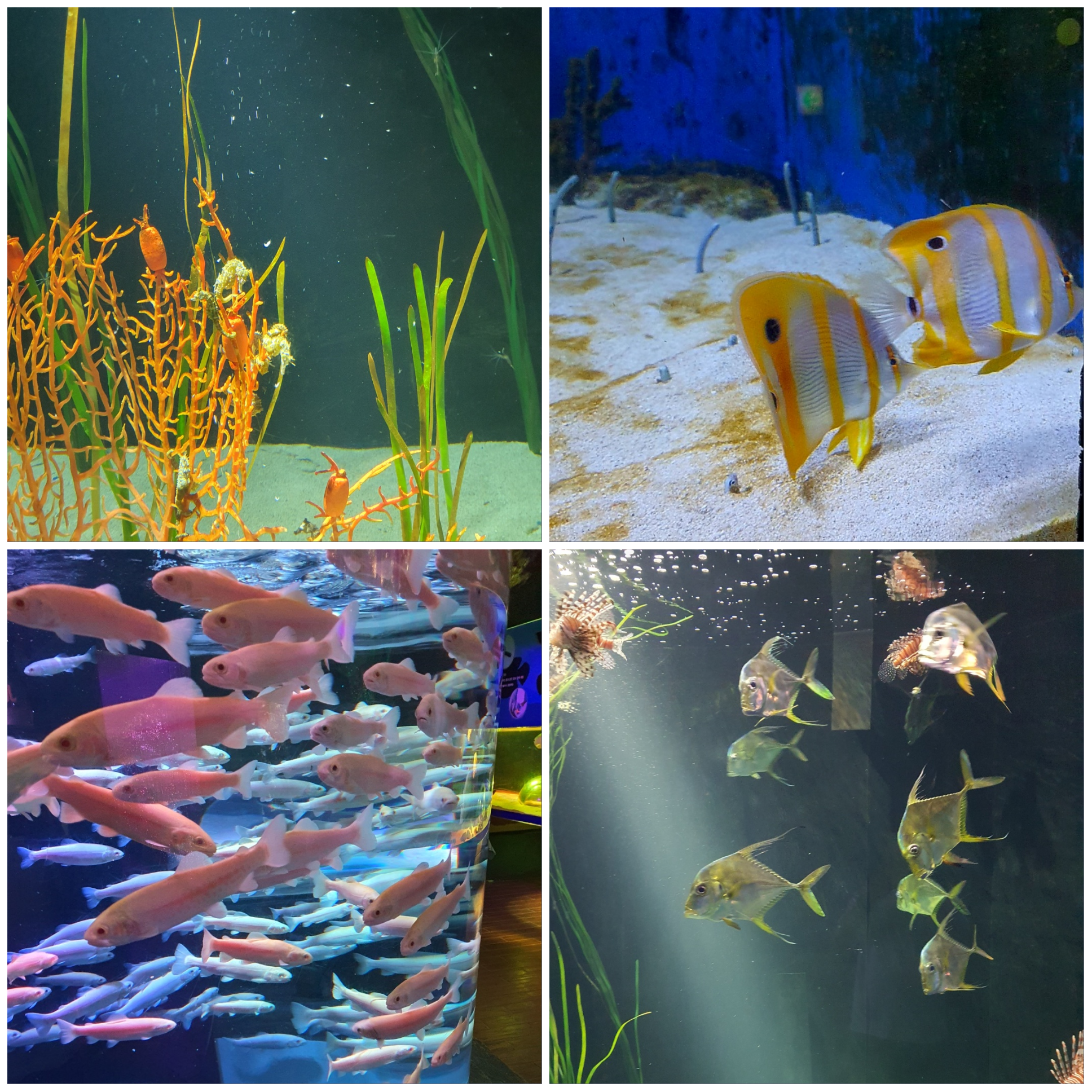 귀여운-바다-생물들이-아주-많아요.