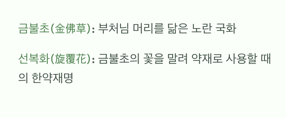 여름 들판의 노란 국화, '금불초'와 '선복화'