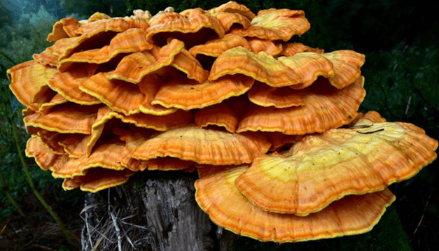 나무에 붙어 기생하는 붉은덕다리버섯으로 수십개가 있고, 부채처럼 넓고 짙은 노란색이다.