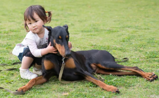 도베르만 핀셔 사진/ 출처:어도비스톡