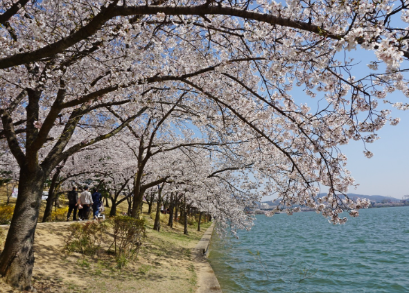 경주 보문호반 벚꽃