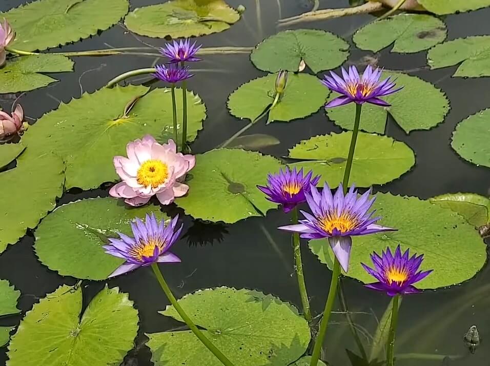 서동공원-궁남지