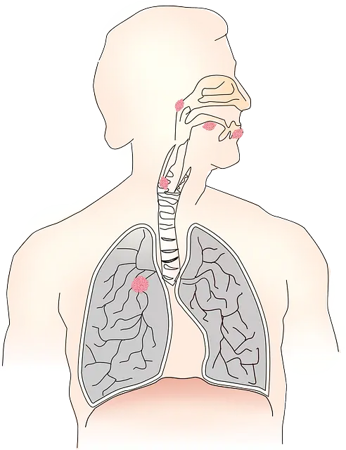 호흡기계의 정상 구조 및 호흡기 질환의 분류와 병리학적 특성