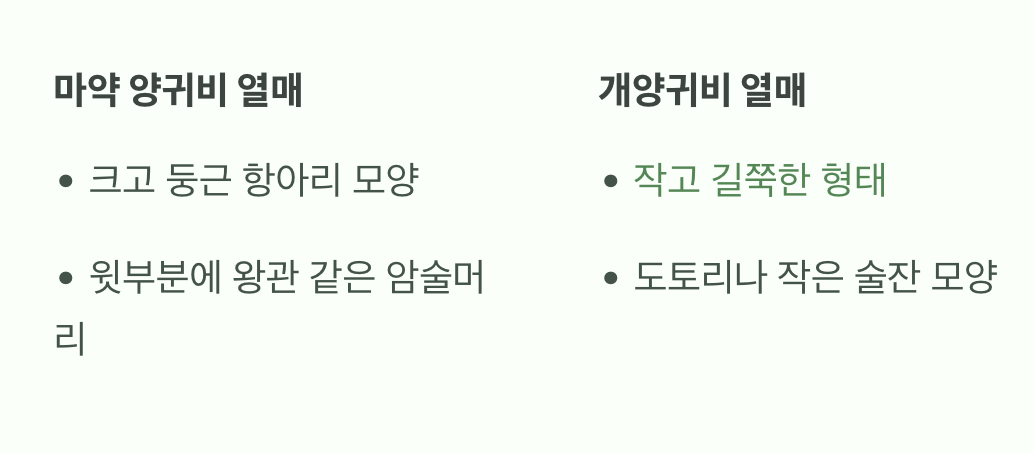 결정적 단서 2: 열매 모양을 확인하세요