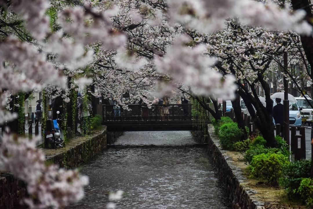 Cherry blossom