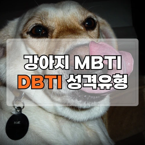 강아지-MBTI-DBTI-성격유형