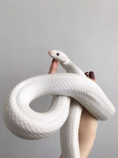 뱀 꿈해몽