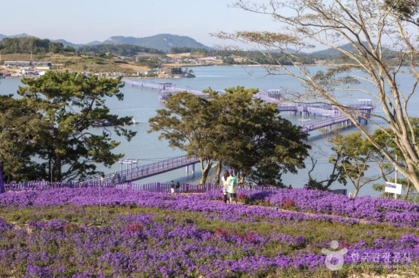 신안퍼플점 (출처. 한국관광공사)