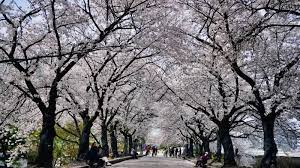 봄 나들이 벚꽃