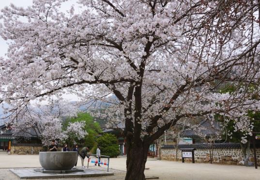 속리산 벚꽃