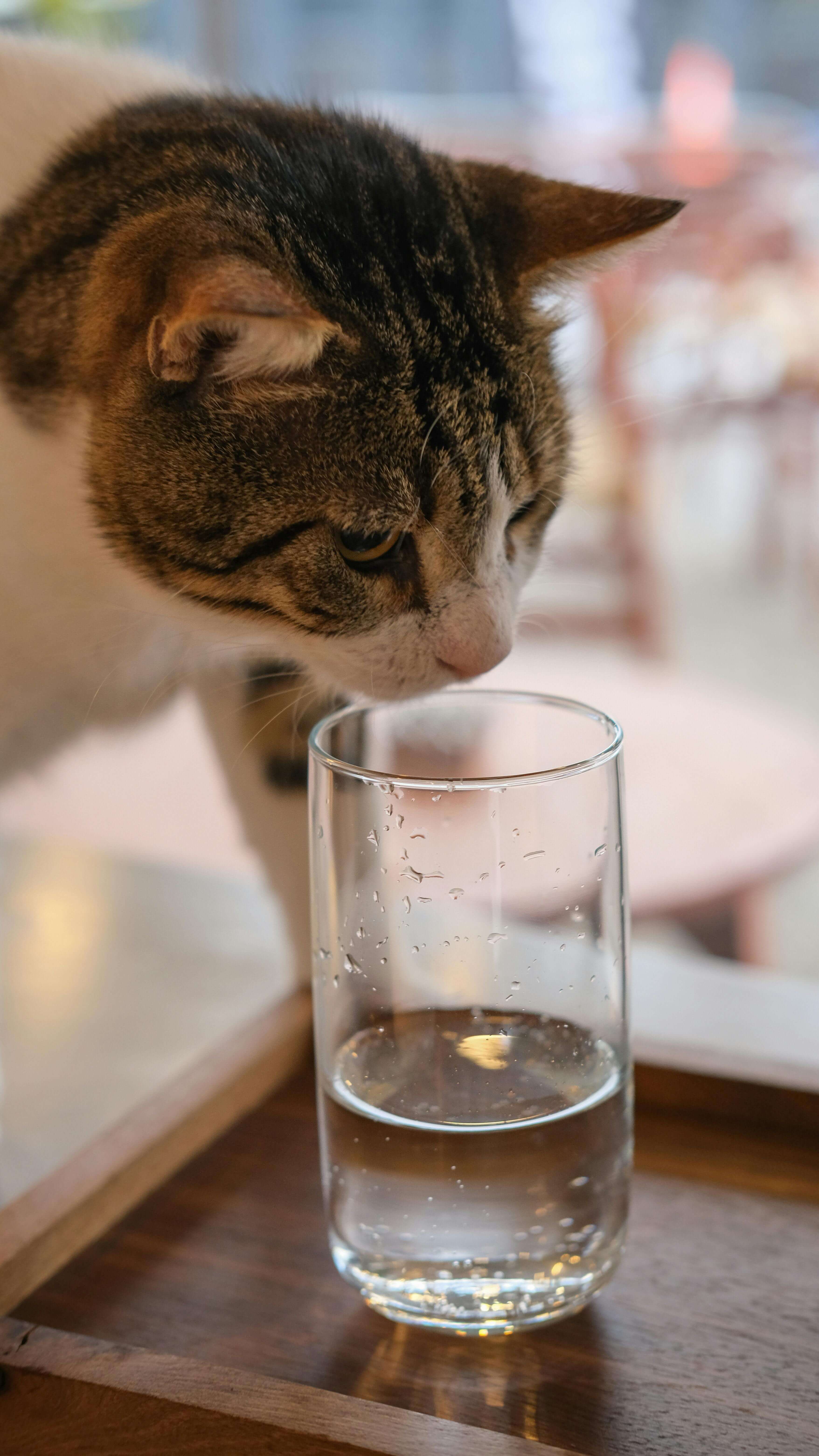 고양이 방광염 치료비 총정리｜초진&middot;검사&middot;약값 비용과 재발 관리법(2025 최신)