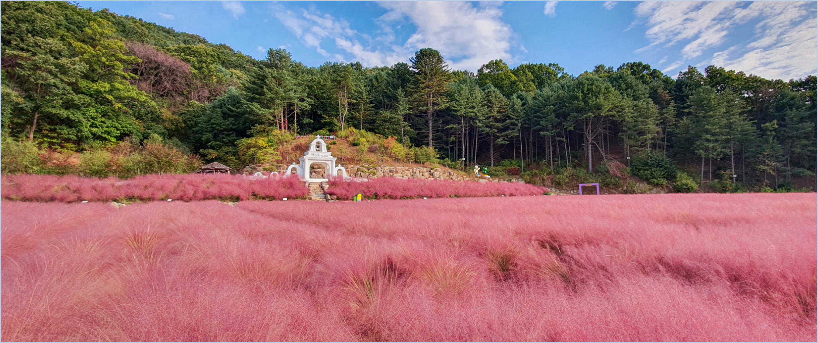 허브아일랜드-핑크뮬리축제