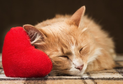 하트 쿠션으로 잠자는 고양이.