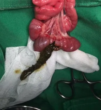 강아지 백내장 수술비용 현실 증상 예방법 보호자 가이드 정리_7