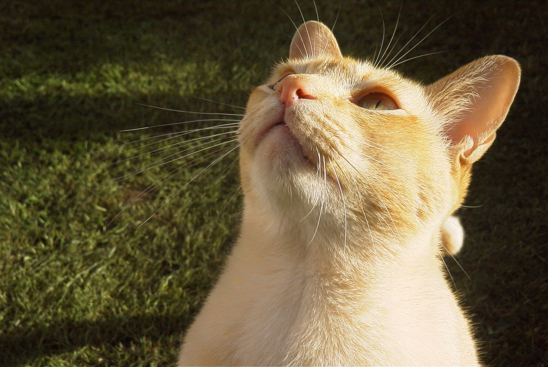 고양이 캣잎 관련 사진