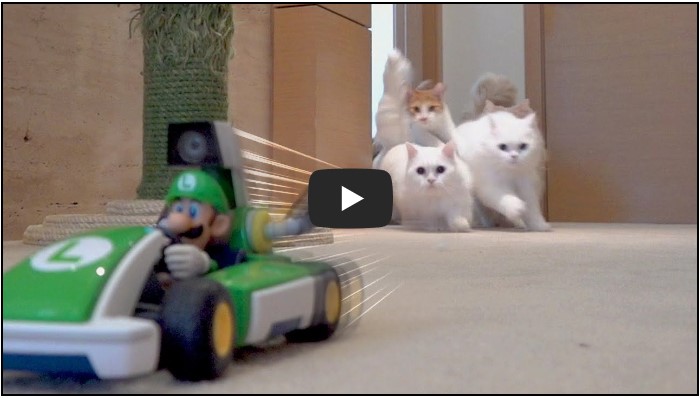 반려동물 유튜버 TOP 10 1