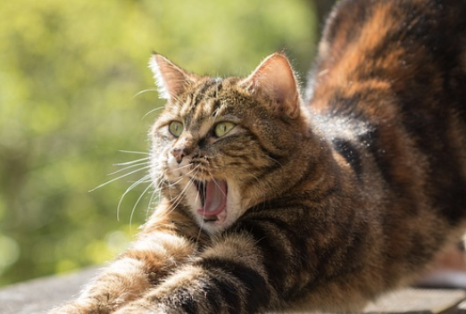 하품하는-고양이