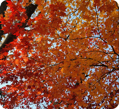 김해 장유 갑오마을 10단지 앞 가을 단풍 [사진=아이올렛]