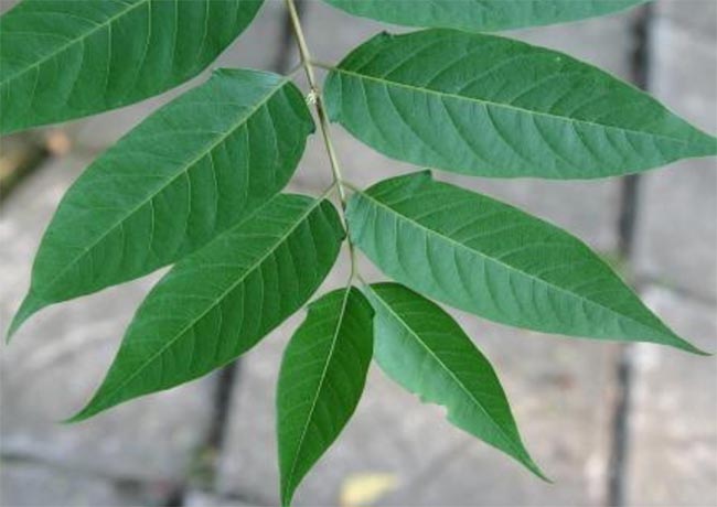 가죽나무 잎