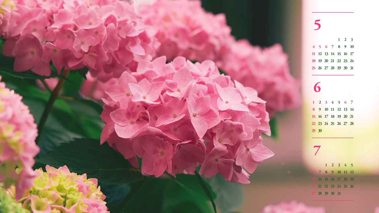 08 분홍수국 B - 2025년6월 노트북배경화면