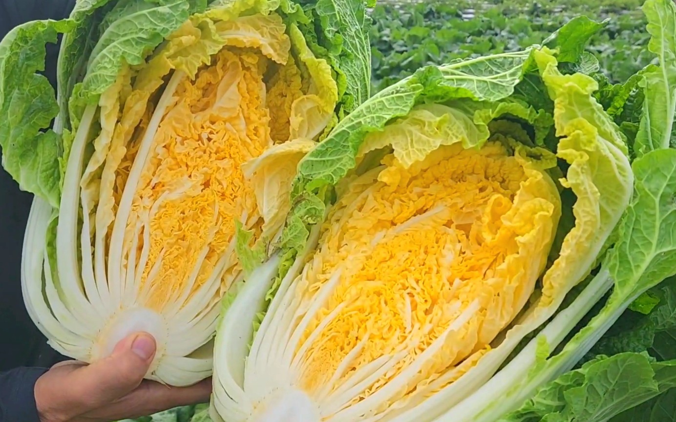 속인 노란 6시내고향 평택 황금배추