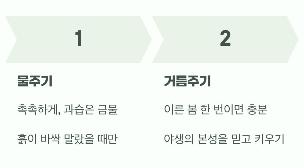비결 2. 과한 사랑은 금물, '물'과 '거름'
